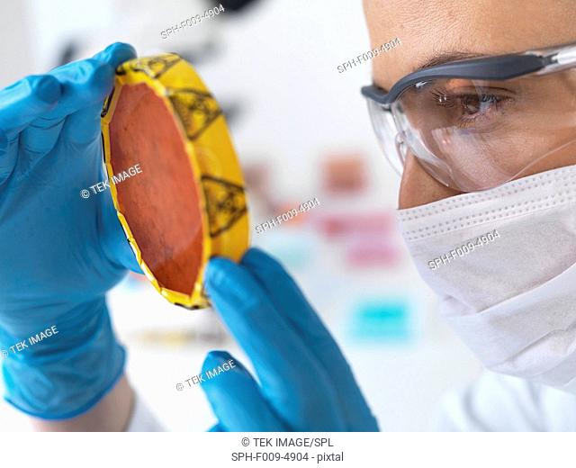 Female scientist holding petri dish with hazardous biological cultures