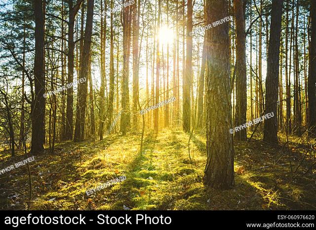 Sunset Sunrise In Spring Coniferous Forest Trees. Nature Woods. HDR
