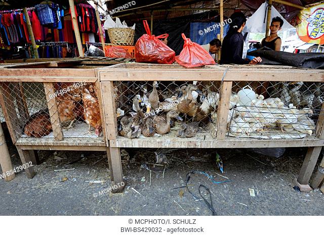 domestic duck (Anas platyrhynchos f. domestica), ducks and domestic fowl for sale on a market in Seririt, Indonesia, Bali, Seririt