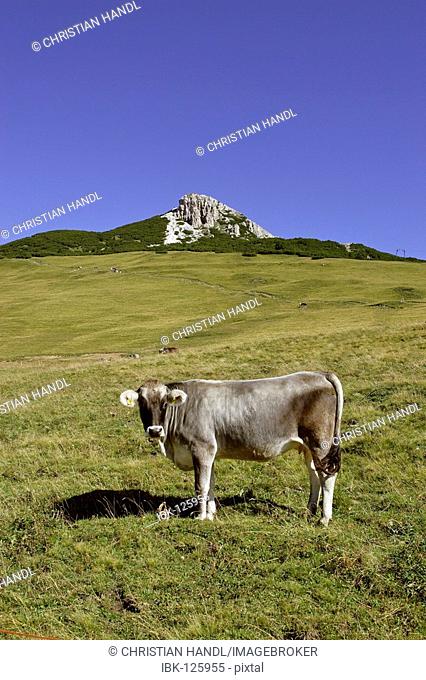 Cow on an alpine meadow, South Tyrol, Italy
