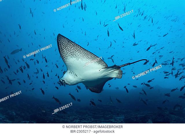 Spotted eagle ray (Aetobatus narinari) swimming in blue water among a shoal of fish, Floreana Island, Enderby, Galápagos Islands