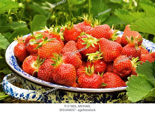 Colander of Fresh Picked Strawberries, Outside