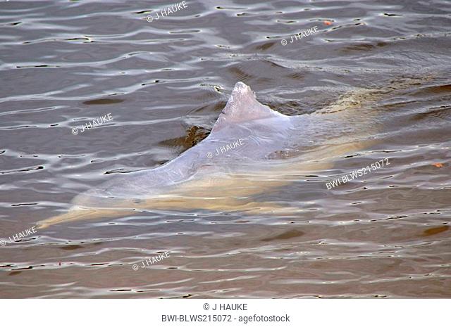 Chinese White Dolphin, Indo-Pacific Humpback Dolphin Sousa chinensis, dolphin feeding, Australia, Queensland, Tin Can Bay