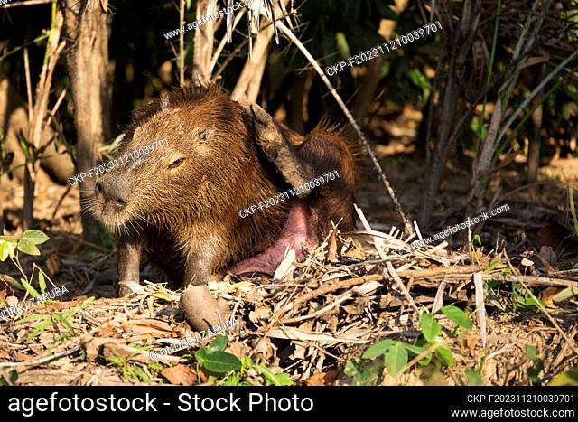 Capybara in tropical Pantanal, Brasil, July 3, 2017. (CTK Photo/Ondrej Zaruba)