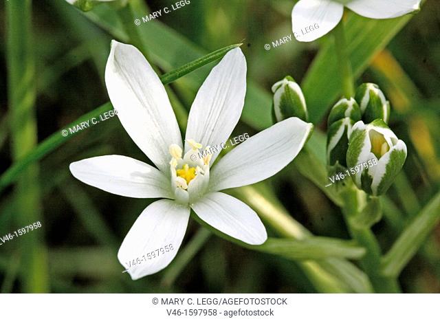 Open Pyrenes Star of Bethlehem, Ornithogalum umbellatum, Caryophyllaceae  Sleepydick  Single open flower with cluster of buds  Small white wild flower  From...