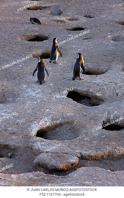 Magellanic Penguin (Spheniscus magellanicus), Patagonia, Argentina