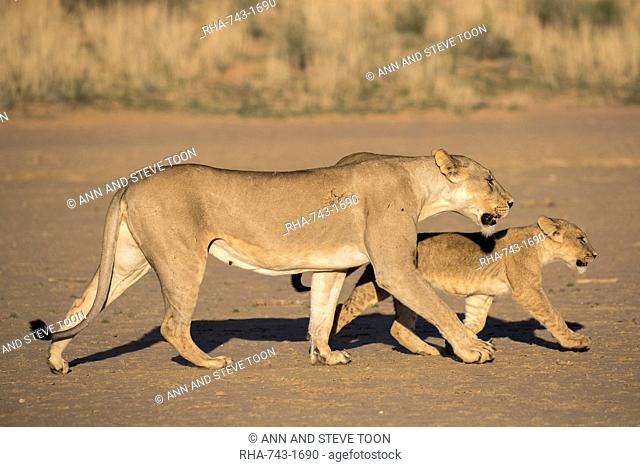 Lioness with cub (Panthera leo), Kgalagadi Transfrontier Park, South Africa, Africa
