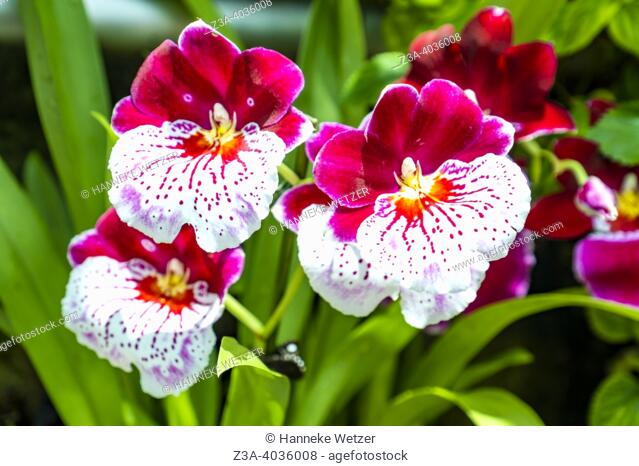 Closeup of the Miltonia orchid flower