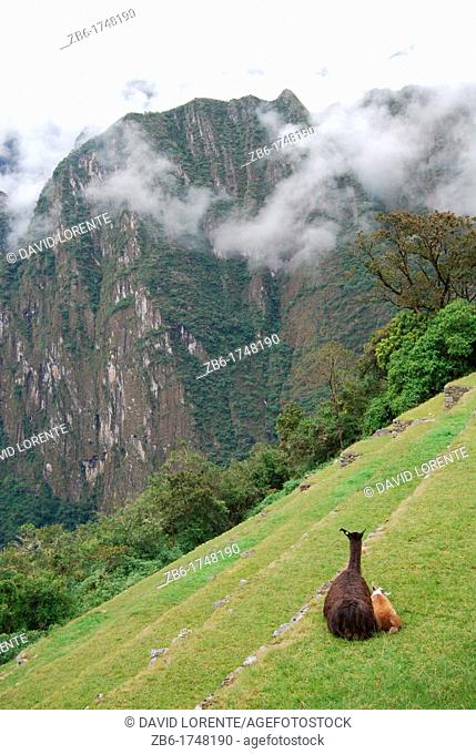 A lama and her calf in Machu Pichu