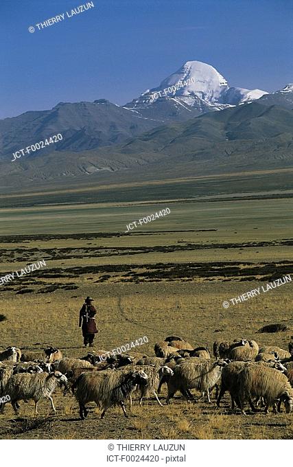China, Tibet, Darchen area, herd at the foot of Mount Kailash