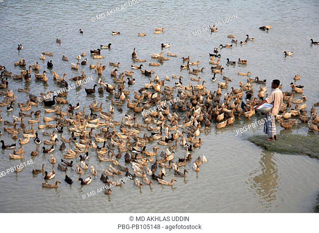 A man herding ducks at the bank of Surma river at Bada ghat Sylhet, Bangladesh March 2010