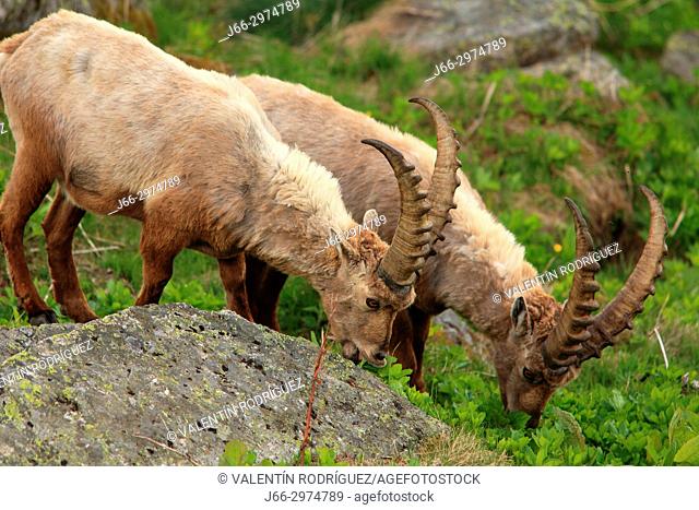 Ibex (Capra ibex) in the Gran Paradiso national park. Italy