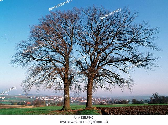twin oak Quercus spec., early spring, series 1 of 12, Germany, Northern Hesse