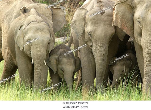 Herd of Asiatic Elephant Elephas maximus with young calf , Corbett Tiger Reserve , Uttaranchal , India
