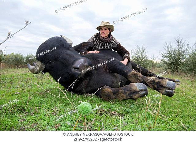 Farmer lying on the grass next to the Carpathian water buffalo - this subspecies European Wild Water Buffalo or water buffalo (Bubalis murrensis)