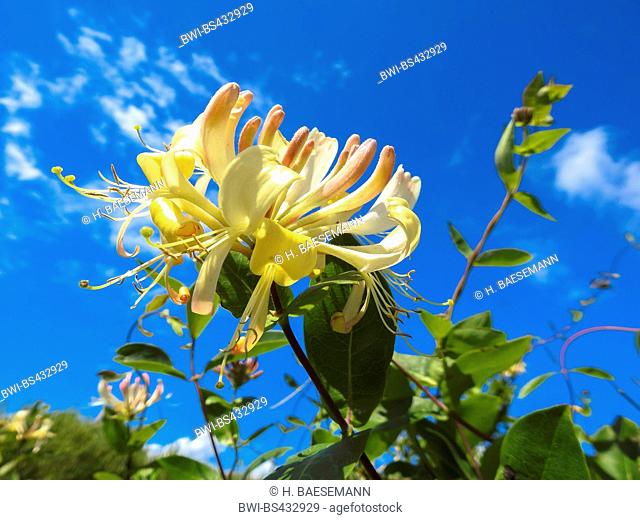 Italian honeysuckle, Italian woodbine, perfoliate honeysuckle (Lonicera caprifolium), blooming, Germany, Lower Saxony