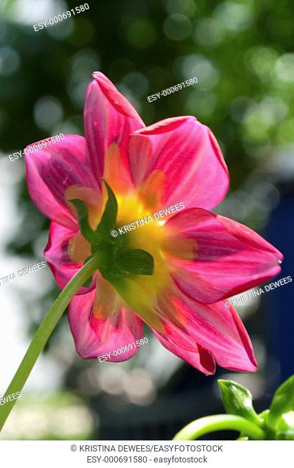 A pink Dahlia seen from behind