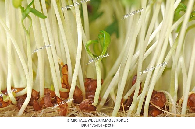 Watercress (Rorippa nasturtium-aquaticum), cultured