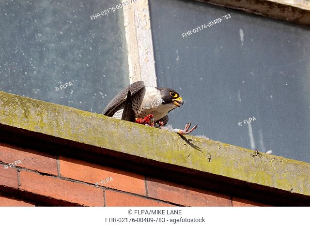 Peregrine Falcon (Falco peregrinus) adult, feeding on racing pigeon kill, on window ledge of building, Derbyshire, England, June