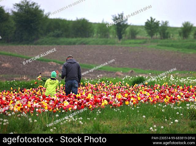 14 May 2023, Bavaria, Utting: Tulips are plowed in a field for a Mother's Day bouquet. Photo: Karl-Josef Hildenbrand/dpa. - Utting/Bavaria/Germany