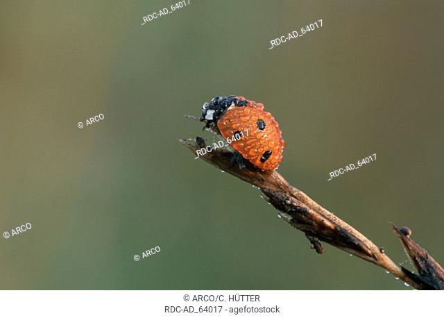 Seven-spot Ladybird with dew drops North Rhine-Westphalia Germany Coccinella septempunctata