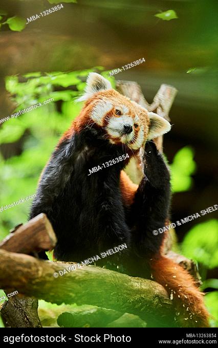 Western lesser panda, Ailurus fulgens, tree trunk, climbing, captive, Germany, Europe