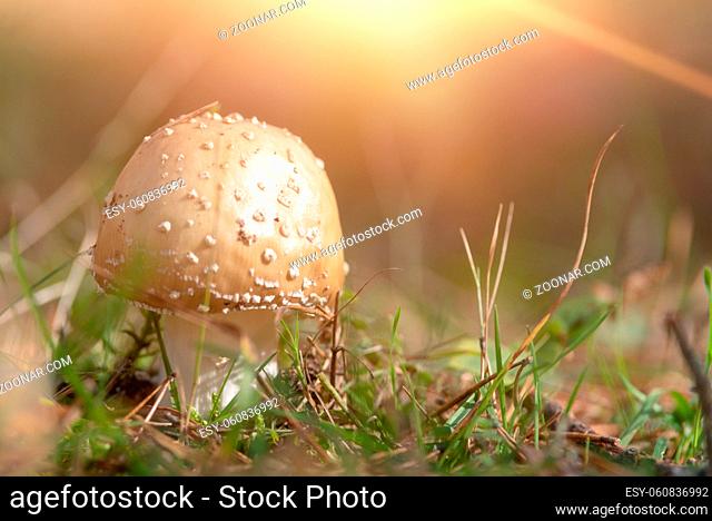 Amanita Pantherina, also called panther cap , in the forest
