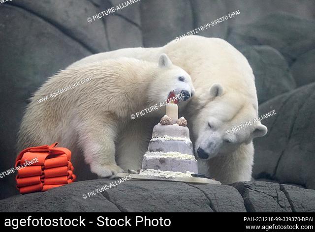 18 December 2023, Hamburg: Polar bear girl Anouk (l) eats a birthday cake with mother Victoria in the polar bear enclosure in the Arctic Ocean at Hagenbeck Zoo
