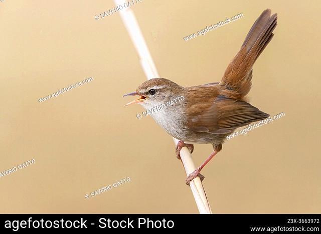 Cetti's Warbler (Cettia cetti), adult singing and displaying from a reed, Campania, Italy