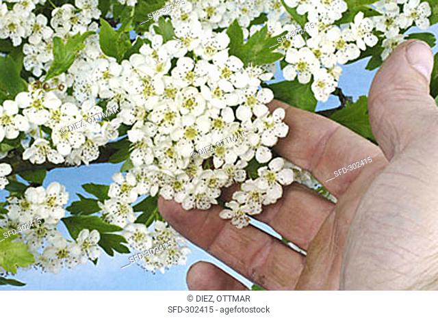 Hand touching May blossom (hawthorn flowers)
