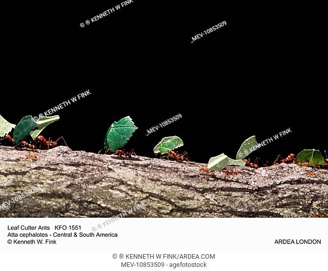 Leaf-Cutter Ants - carrying leaves (Atta cephalotes). Central & South America