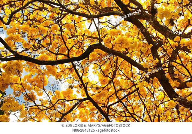 Tabebuia chrysantha National Tree of Venezuela since being an emblematic native species of extraordinary beauty