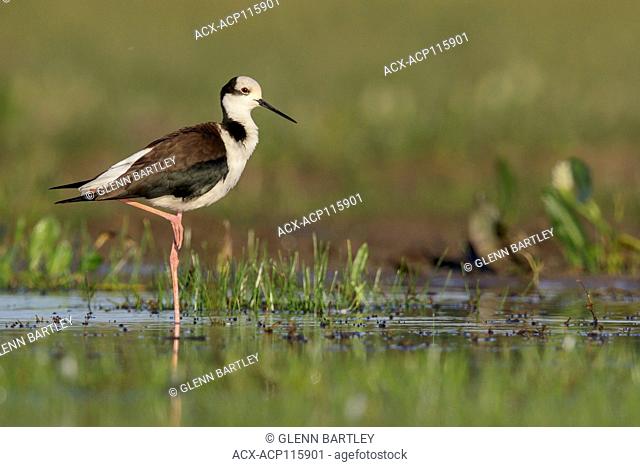 Black-necked Stilt (Himantopus mexicanus) perched on the ground in the Pantanal region of Brazil