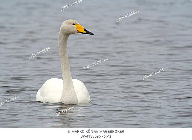 Whooper Swan (Cygnus cygnus) swimming in the water, Kuusamo, Finland