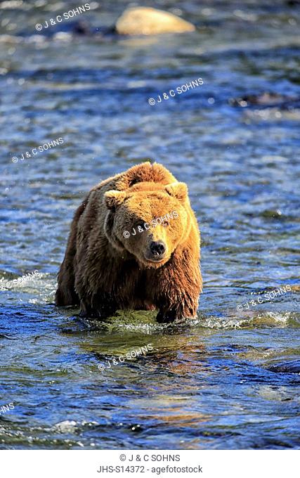 Grizzly Bear, (Ursus arctos horribilis), adult in water, Brookes River, Katmai Nationalpark, Alaska, USA, North America