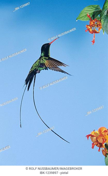 Red-billed Streamertail (Trochilus polytmus), male in flight feeding on flower, Rocklands, Montego Bay, Jamaica, Caribbean