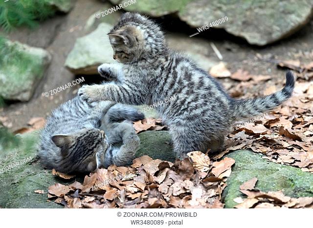 Common Wild Cat, (Felis silvestris), captive, Wildkatze, Junge Katzen, Deutschland, Germany