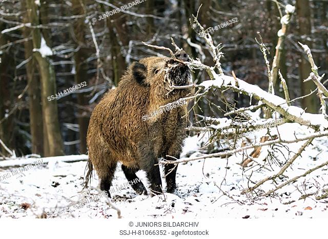 Wild boar (Sus scrofa). Male rubbing against snowy twigs. Germany