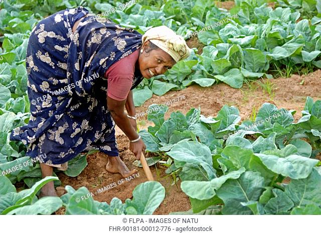 Cabbage Brassica oleracea var capitata crop, worker weeding between plants, Tamil Nadu, India