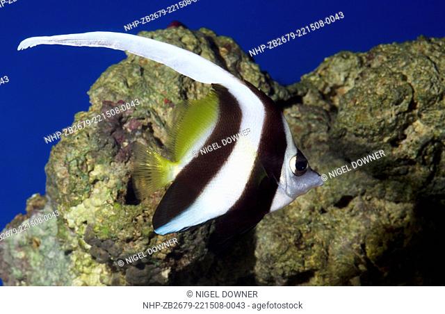 A Black and white Heniochus or Longfin Bannerfish or Wimplefish (Heniochus acuminatus) showing its stunning elongated dorsal fin swimming in an aquarium at the...