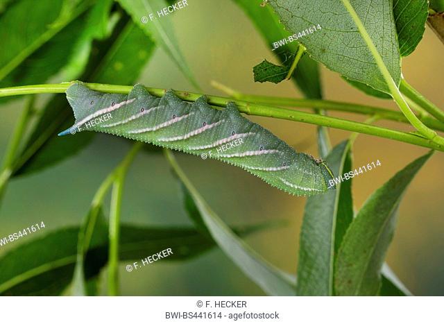 Eyed Hawk-Moth, Eyed Hawkmoth, Hawkmoths Hawk-moths (Smerinthus ocellata, Smerinthus ocellatus), caterpillar feeding on willow leaf, Germany