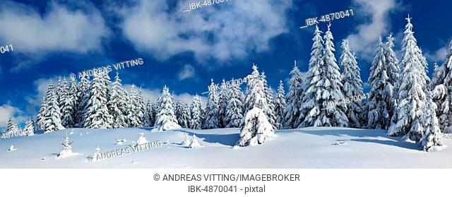 Panorama, snow-covered untouched winter landscape, spruces covered with snow, Harz National Park, near Schierke, Saxony-Anhalt, Germany