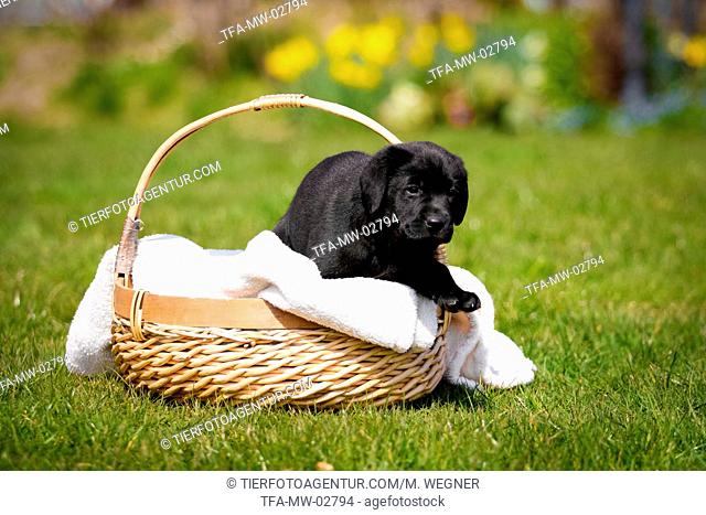Labrador Puppy in the basket