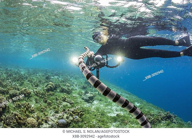 Banded sea krait, Laticauda colubrina, with photographer on Sebayur Island, Flores Sea, Indonesia
