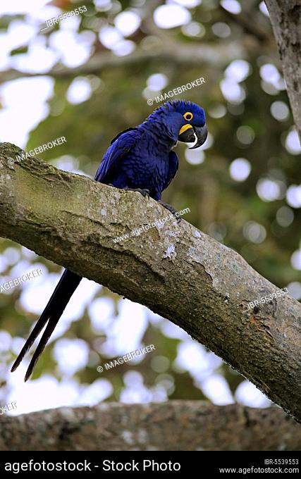 Blue (Anodorhynchus hyacinthinus) Macaw, adult on tree, Pantanal, Mato Grosso, Brazil, South America