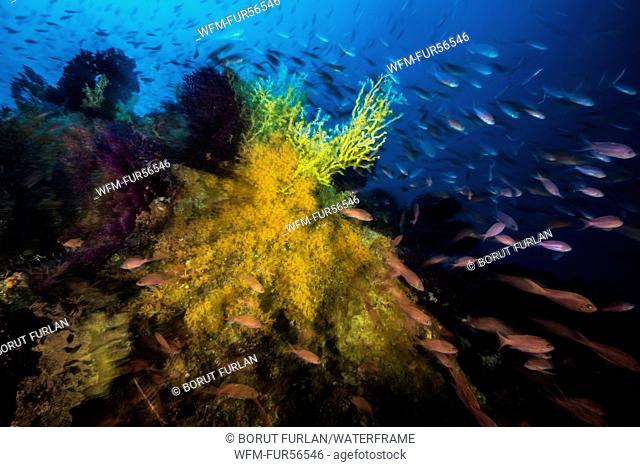 Reef of False Mediterranean Black Corals, Gerardia savaglia, Vis Island, Adriatic Sea, Croatia