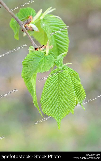 Fluttering elm (Ulmus laevis), branch with leaves, spring, North Rhine-Westphalia, Germany
