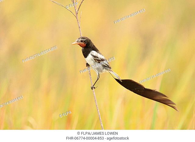 Strange-tailed Tyrant Alectrurus risora adult male, in breeding plumage, perched on stem, El Bagual, Formosa, Argentina, october