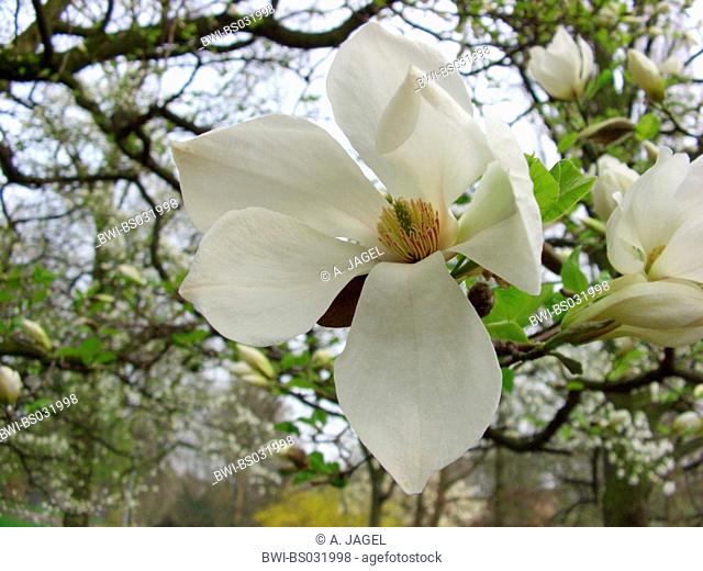 Kobus Magnolia (Magnolia kobus), flower