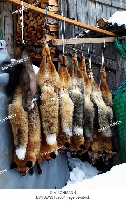 red fox Vulpes vulpes, hunted foxes hanging down, Switzerland, Graubuenden, Engadine, Guarda